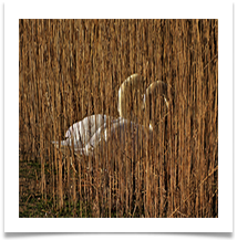 BY 3 - Swans at Moore Nature Reserve - Chris Beesley